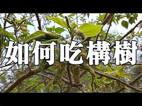 鹿樹葉的功效|構樹~~~利尿活血強壯劑